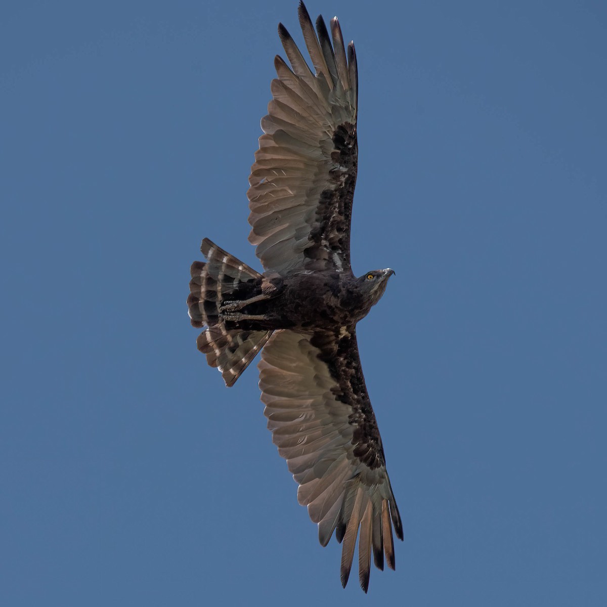 Brown Snake-Eagle - ML627418672