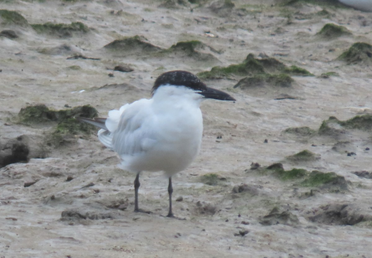 Australian Tern - ML627418674