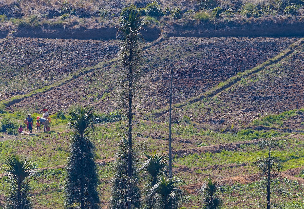 Malagasy Harrier - ML627418808