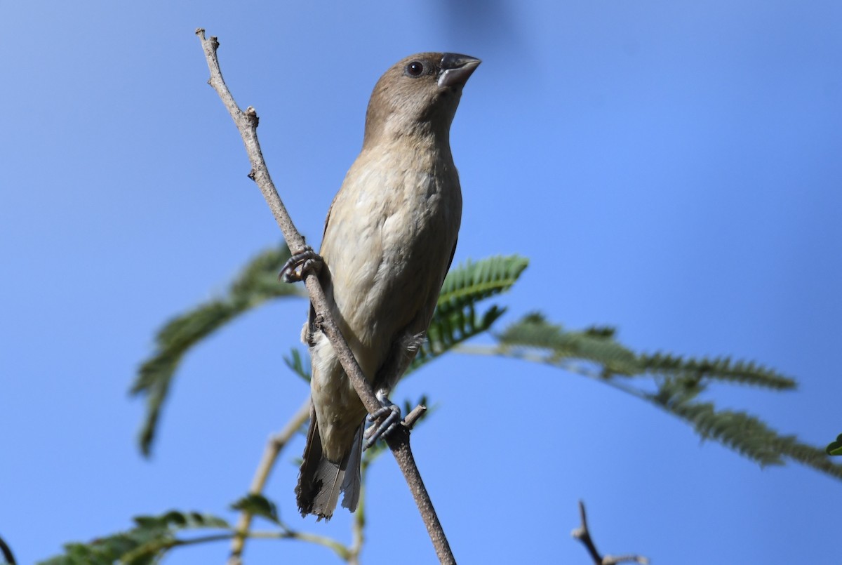 African Silverbill - ML627418900