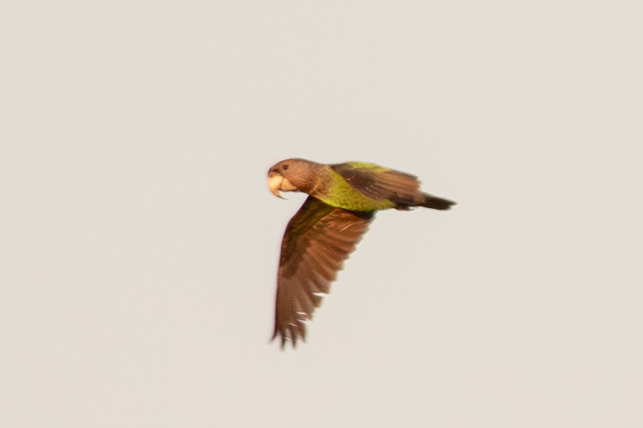 Brown-necked Parrot - ML627419091