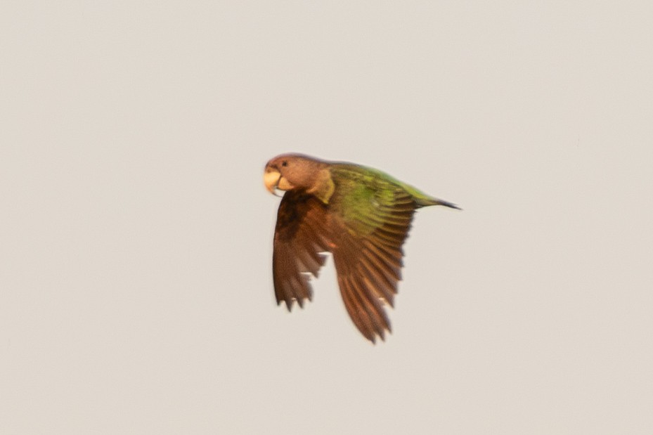 Brown-necked Parrot - ML627419092