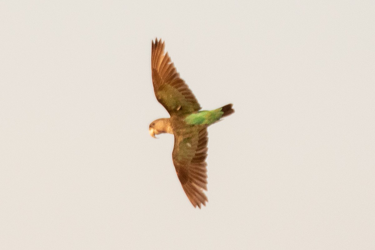 Brown-necked Parrot - ML627419093