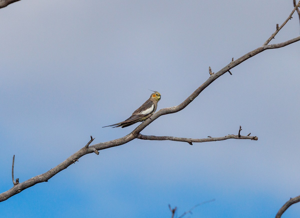 Cockatiel - ML627419100