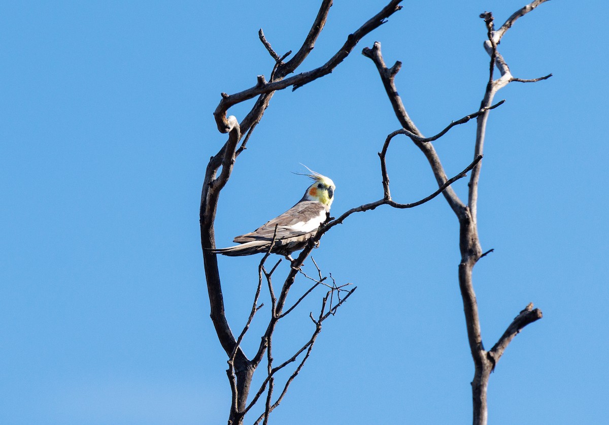 Cockatiel - ML627419101