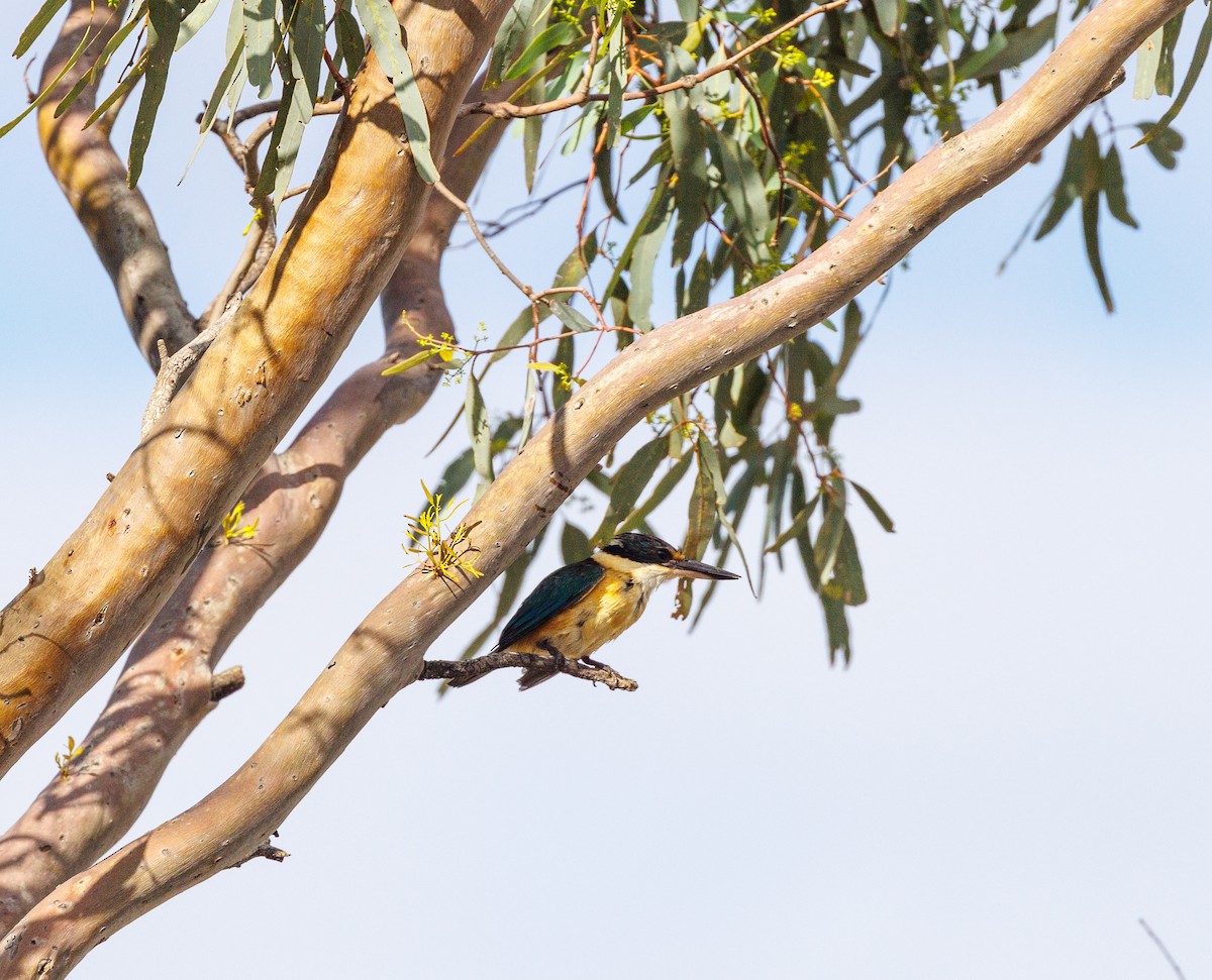 Sacred Kingfisher - ML627419121
