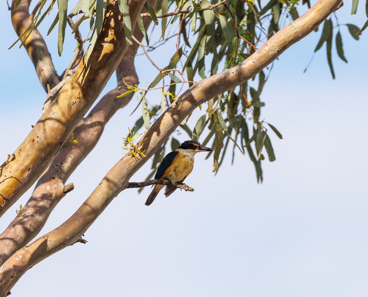 Sacred Kingfisher - ML627419122