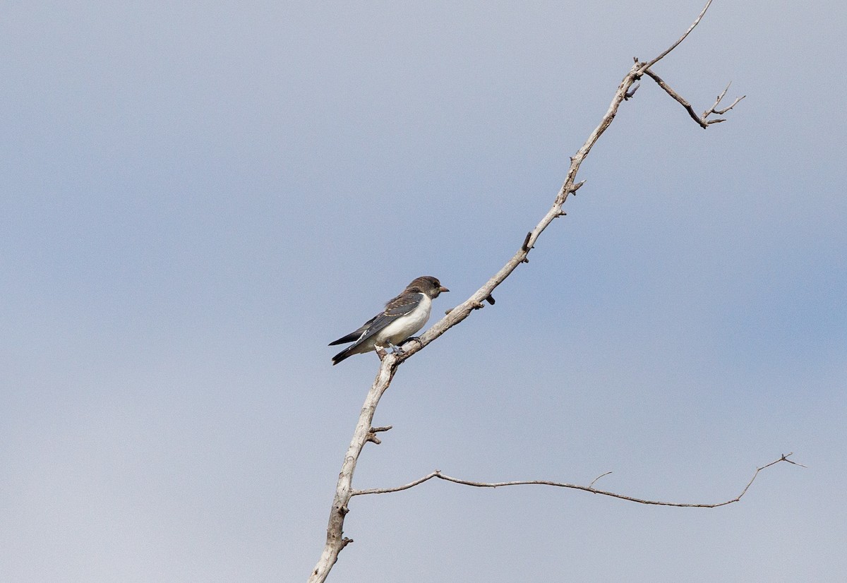 White-breasted Woodswallow - ML627419128
