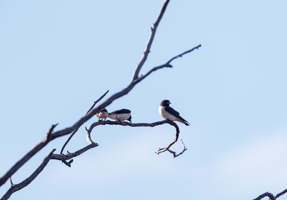 White-breasted Woodswallow - ML627419129