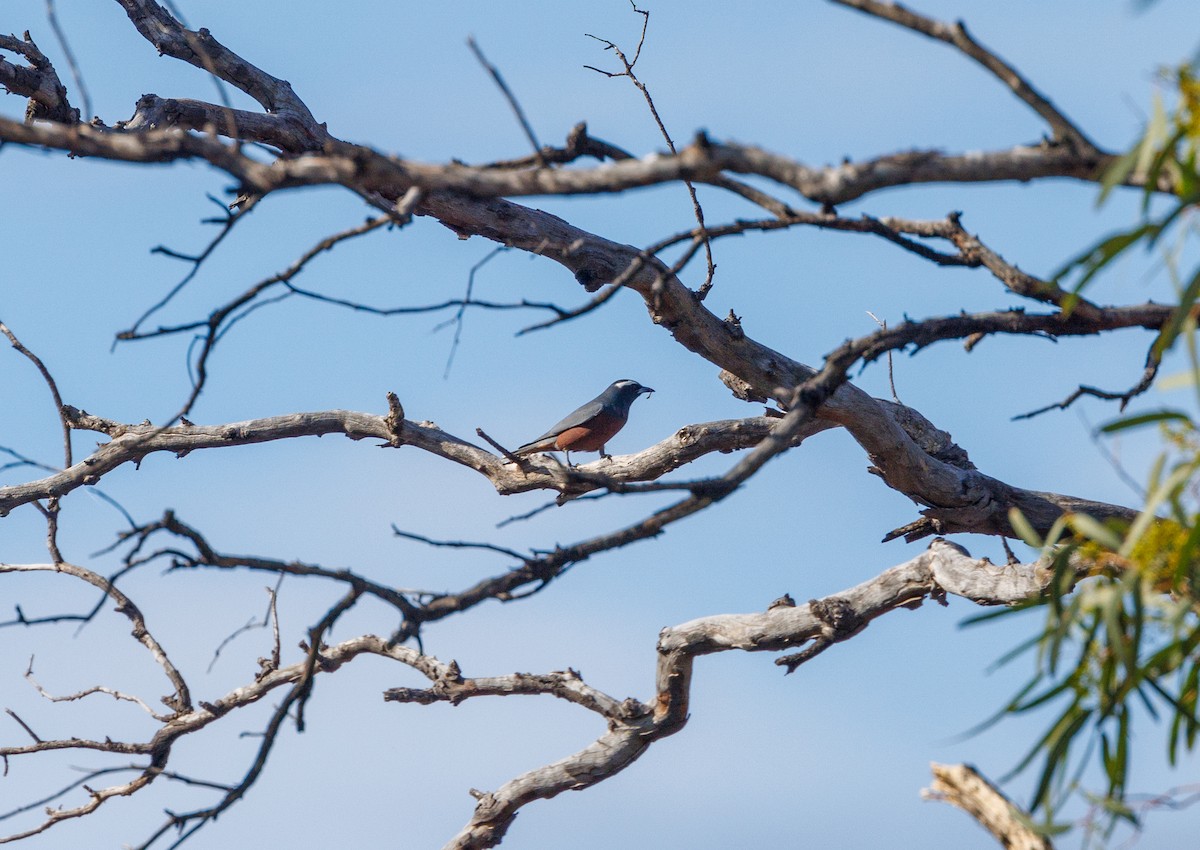 White-browed Woodswallow - ML627419170