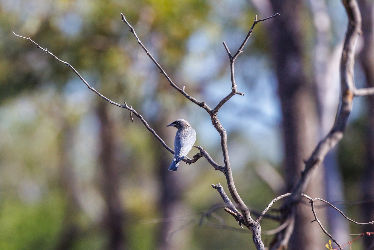 White-browed Woodswallow - ML627419171