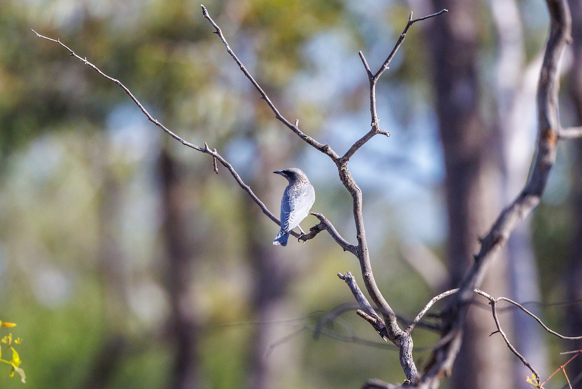 White-browed Woodswallow - ML627419172