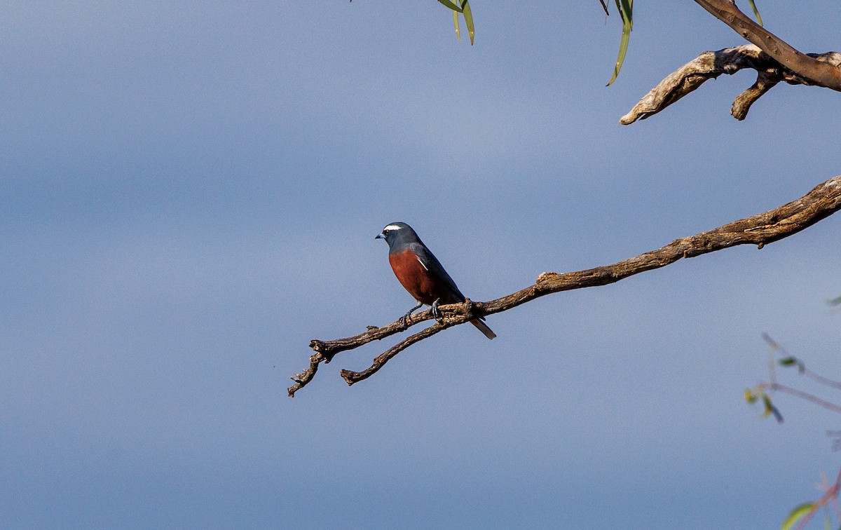 White-browed Woodswallow - ML627419245