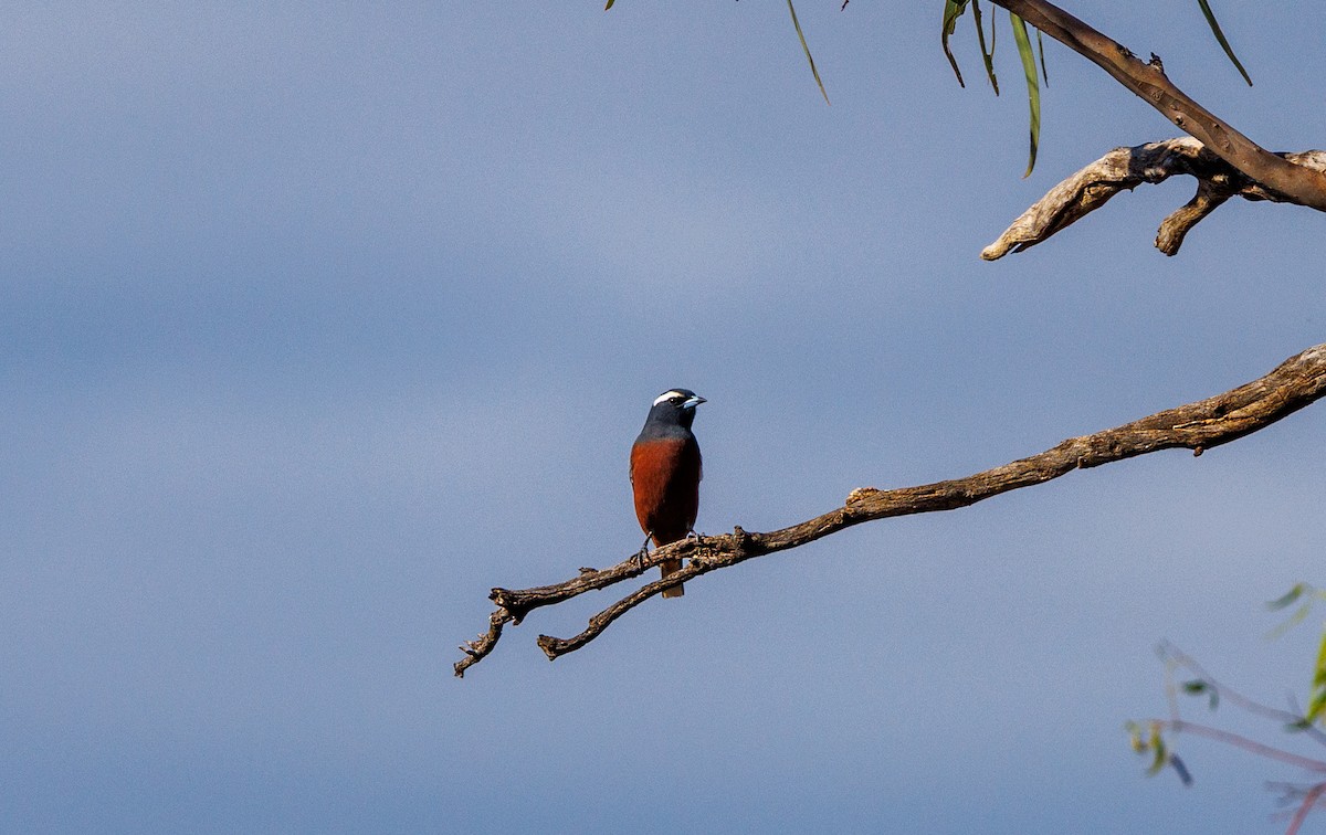 White-browed Woodswallow - ML627419246