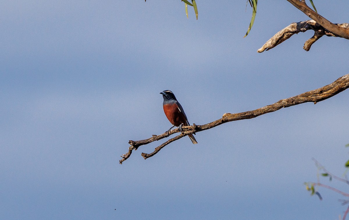 White-browed Woodswallow - ML627419247