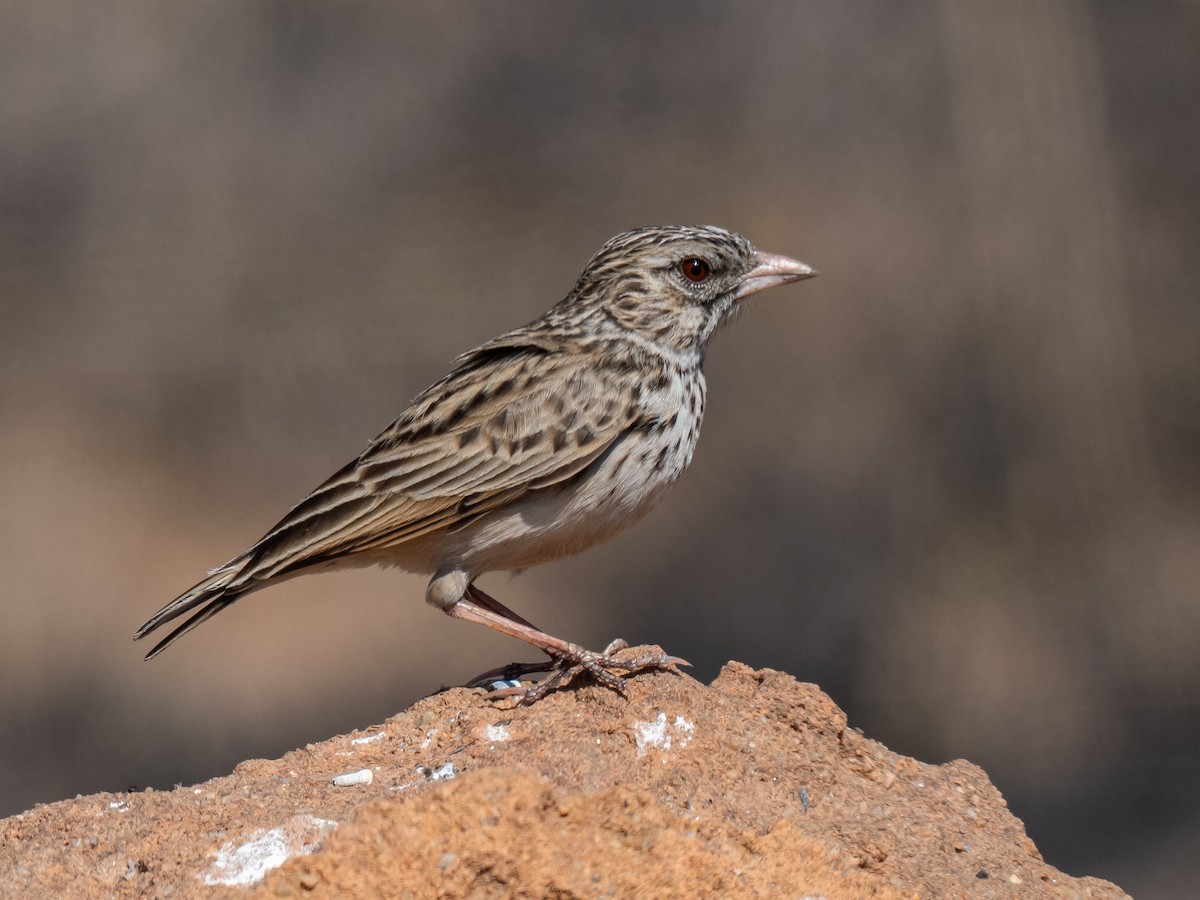 Madagascar Lark - ML627419319