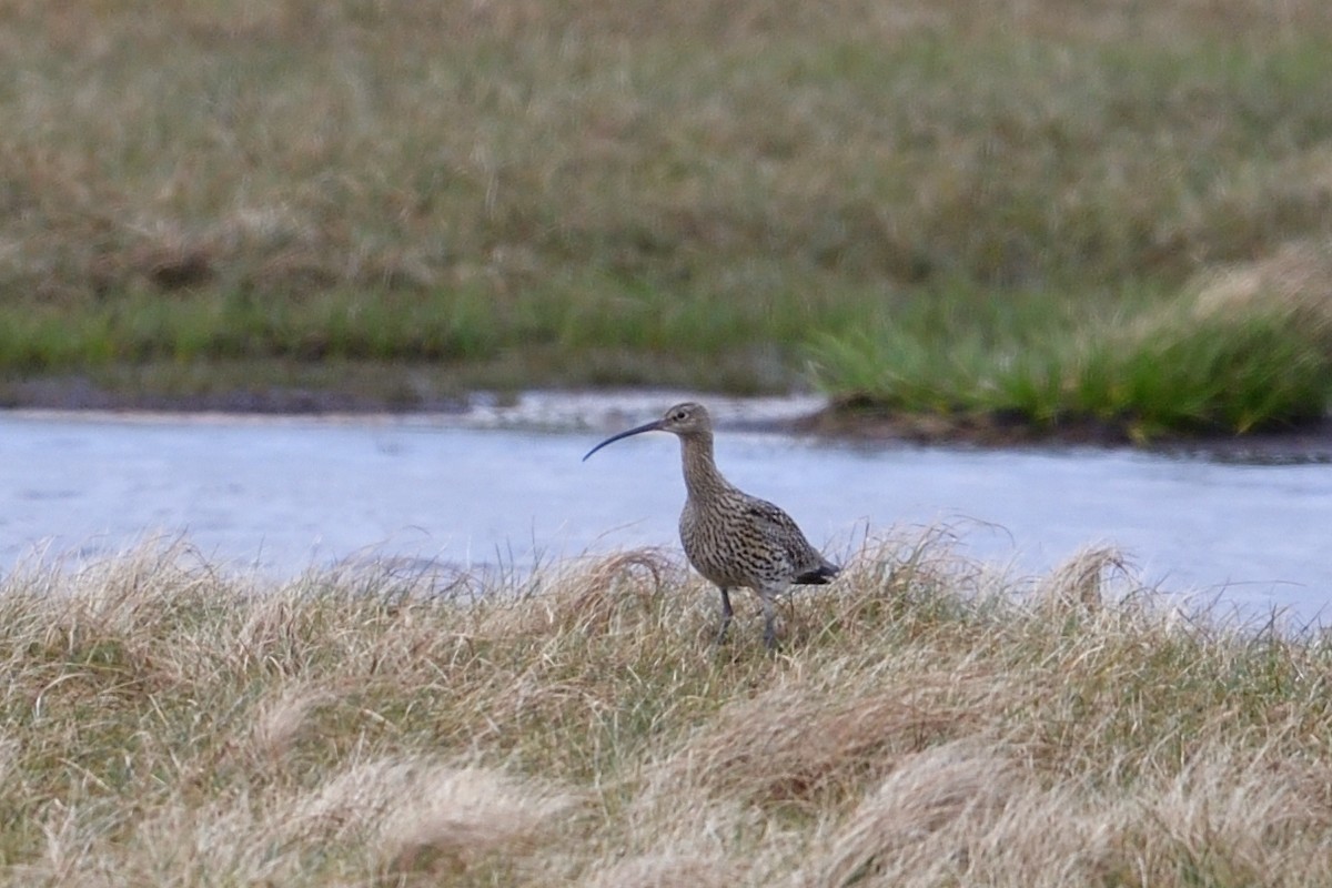 Whimbrel - ML627419320