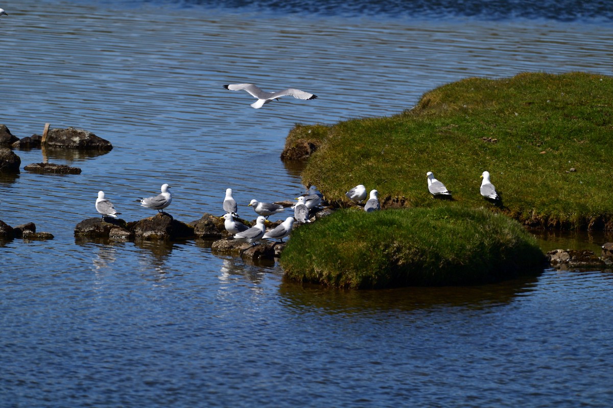 Black-legged Kittiwake - ML627419328