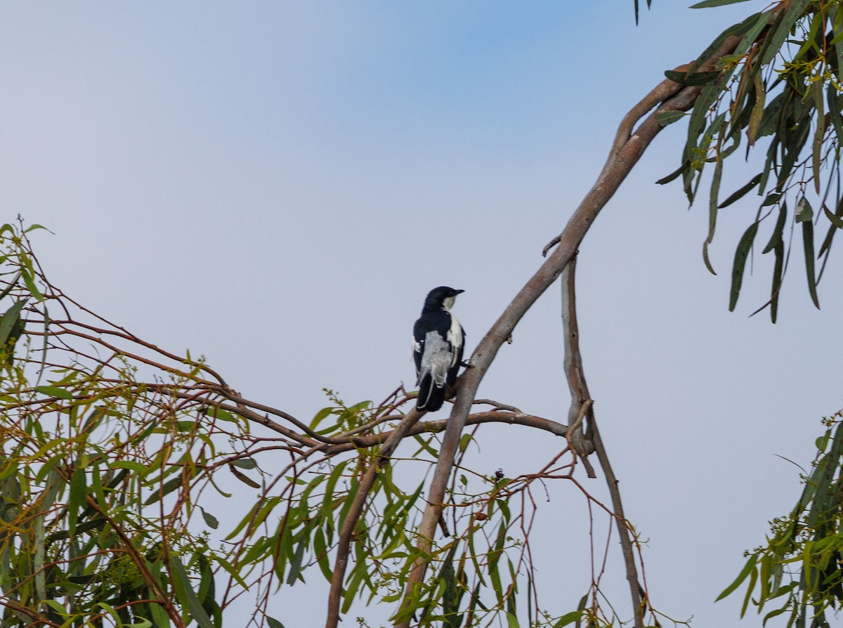 White-winged Triller - ML627419329