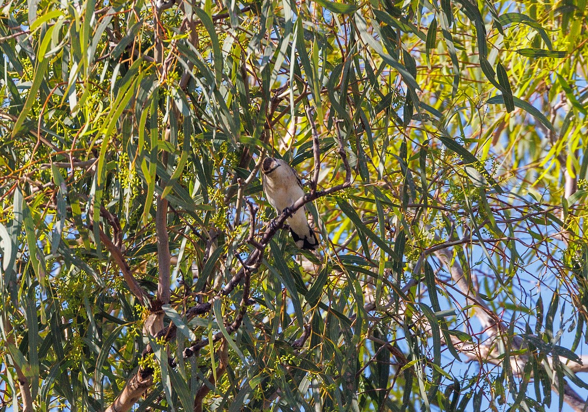 White-winged Triller - ML627419330