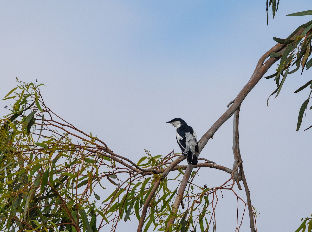 White-winged Triller - ML627419331