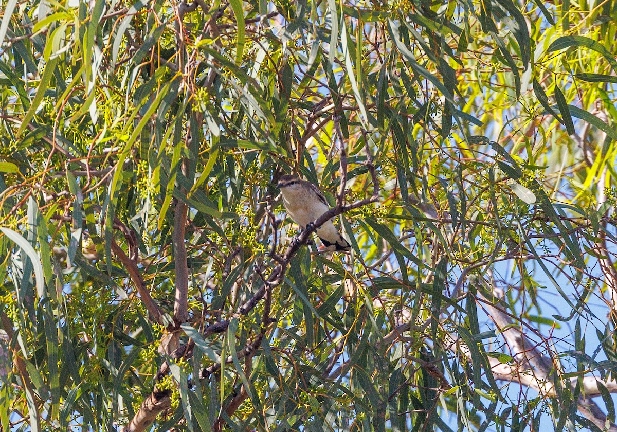 White-winged Triller - ML627419332