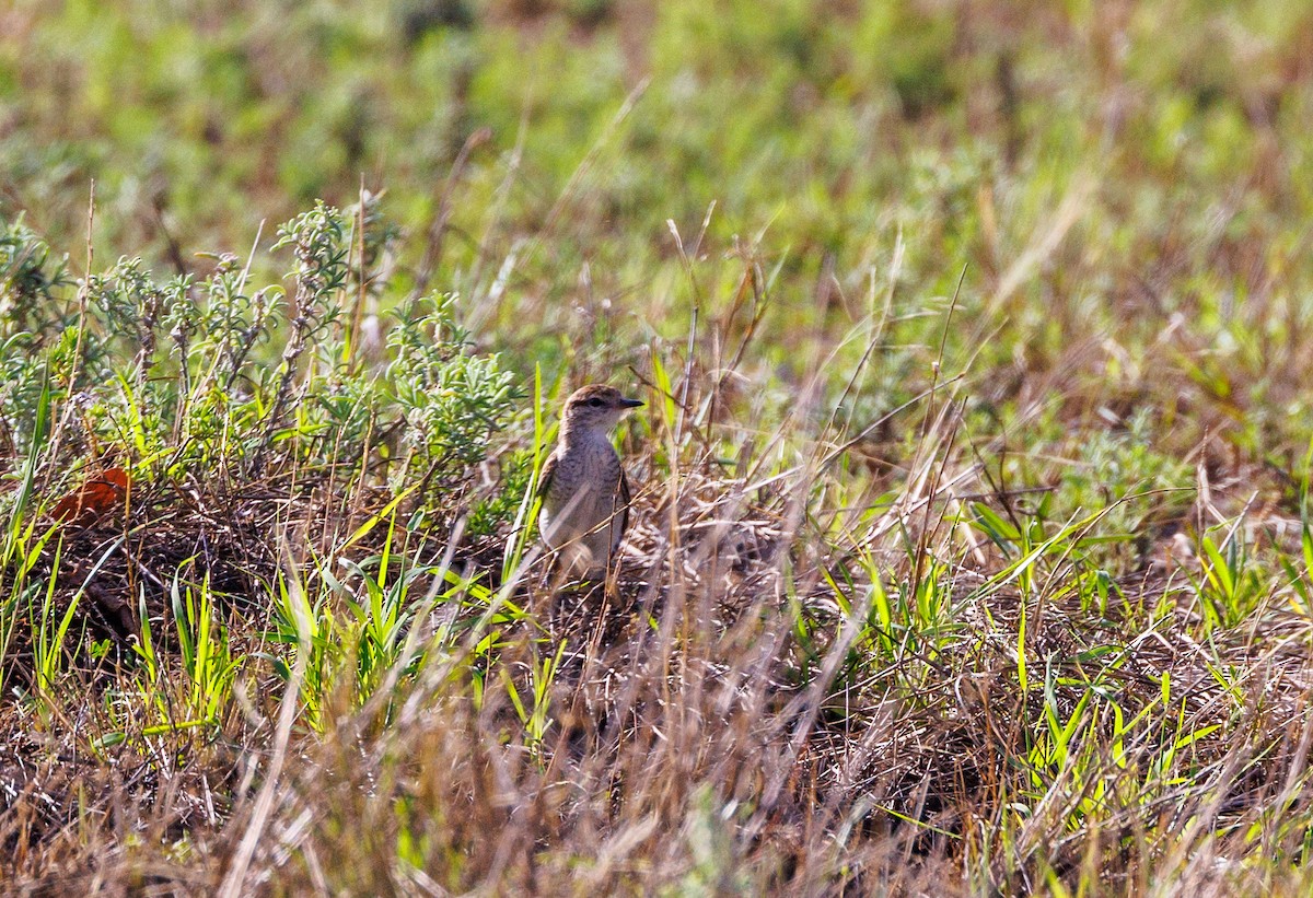 White-winged Triller - ML627419333