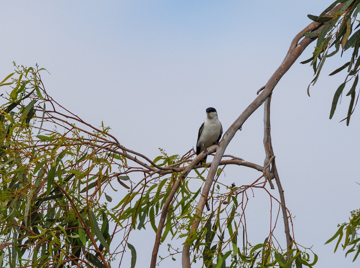 White-winged Triller - ML627419334