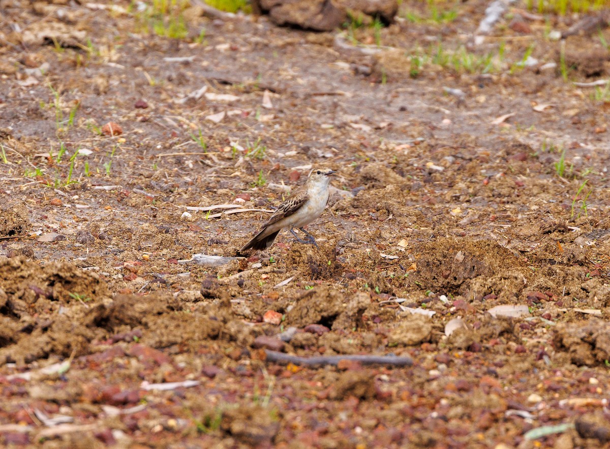 White-winged Triller - ML627419335
