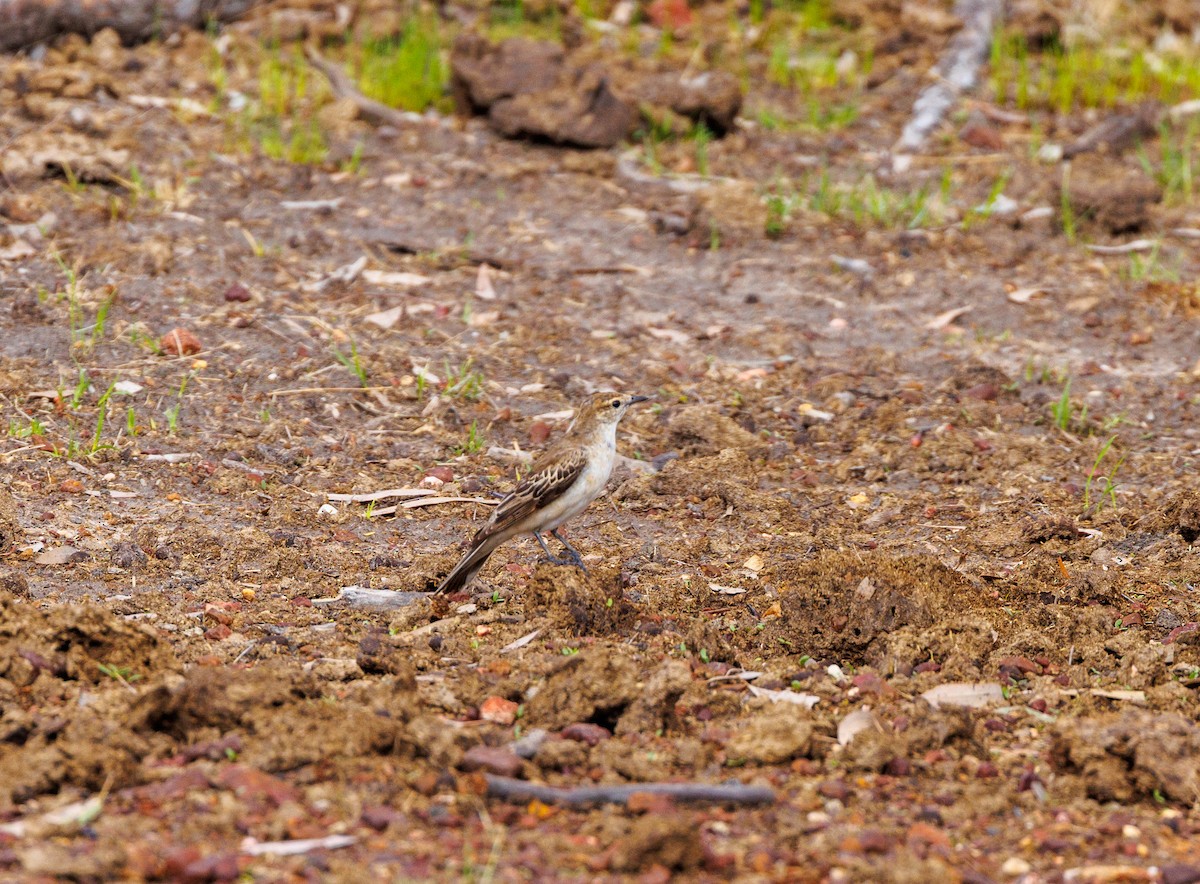 White-winged Triller - ML627419336