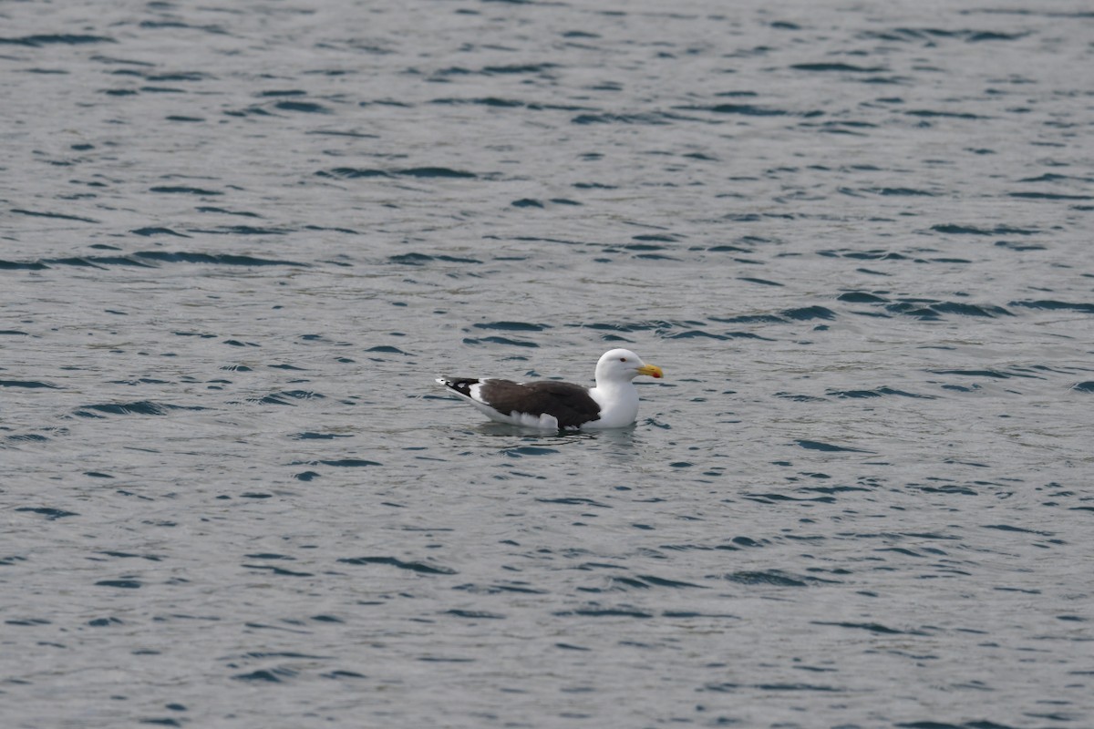 Great Black-backed Gull - ML627419337