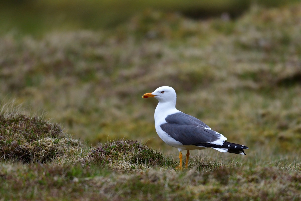 Lesser Black-backed Gull - ML627419342