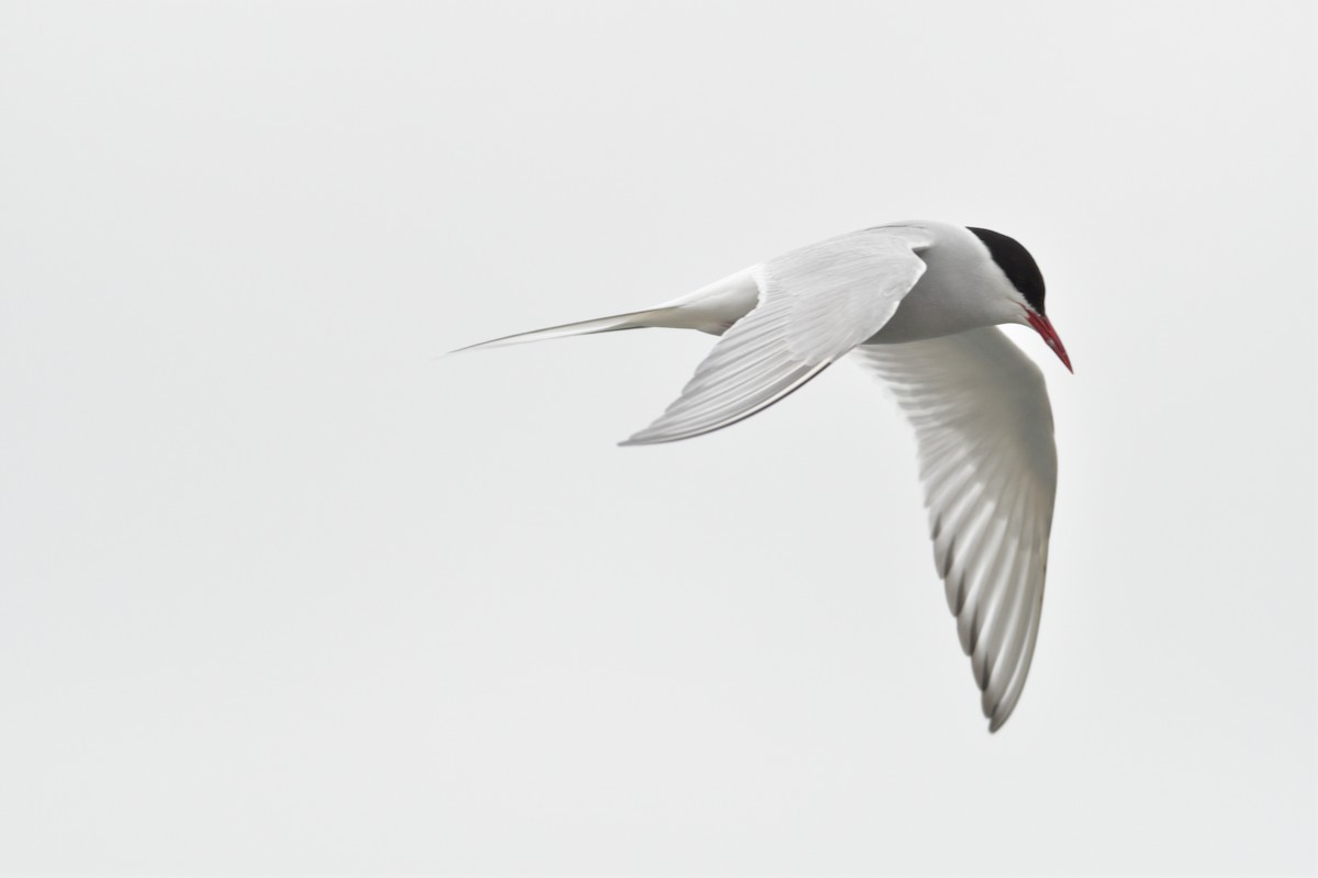 Arctic Tern - ML627419343