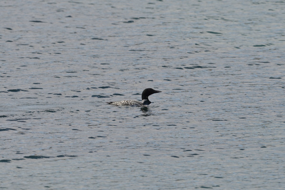 Common Loon - ML627419346