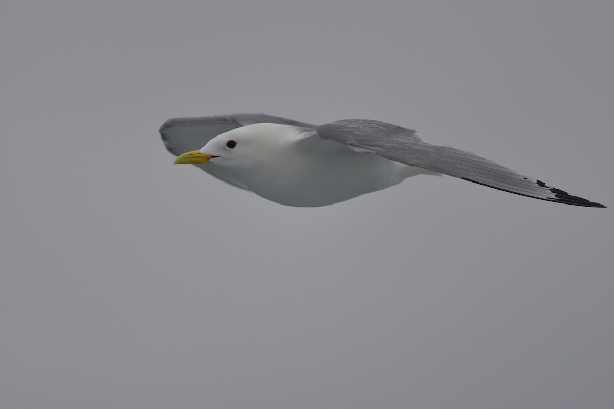 Northern Fulmar - ML627419350