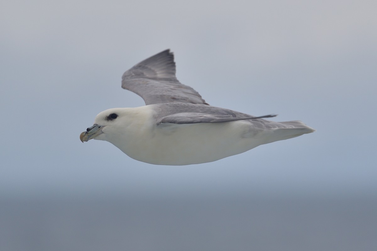 Northern Fulmar - ML627419358