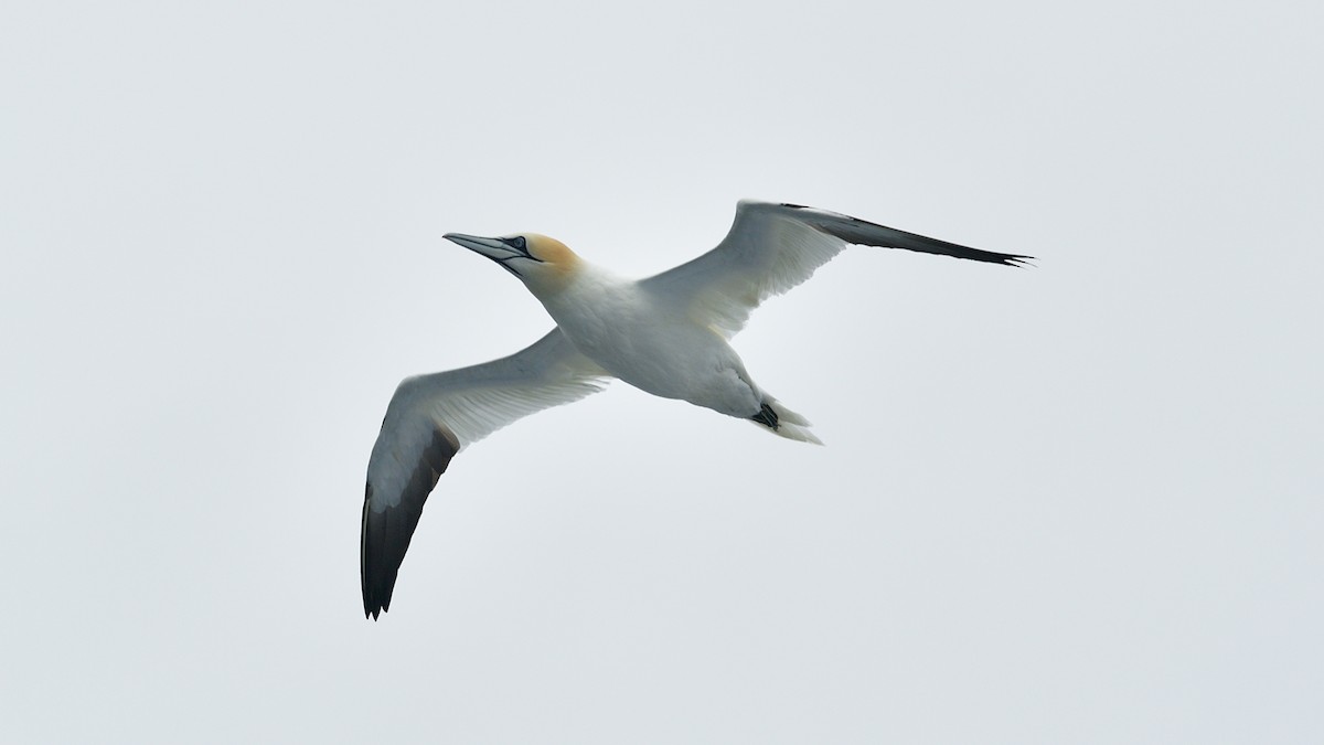 Northern Gannet - ML627419361