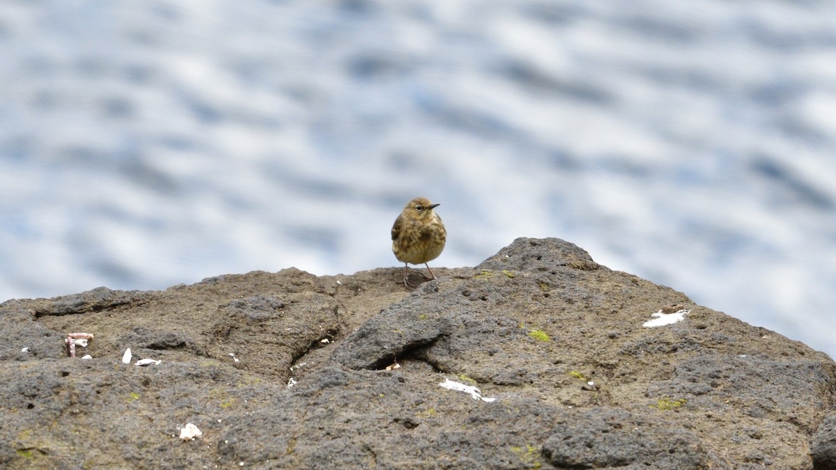 Rock Pipit - ML627419382