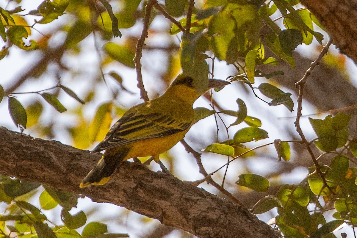 African Golden Oriole - ML627419390