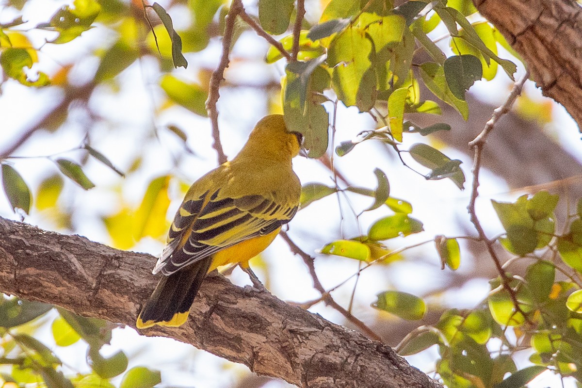 African Golden Oriole - ML627419391