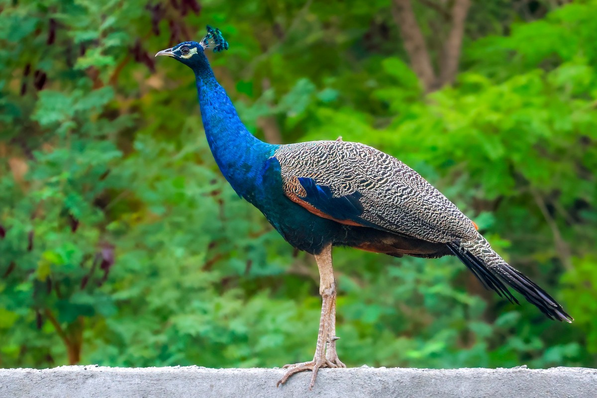 Indian Peafowl - ML627419495