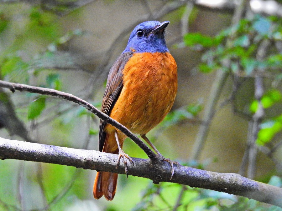 Amber Mountain Rock-Thrush - ML627419522