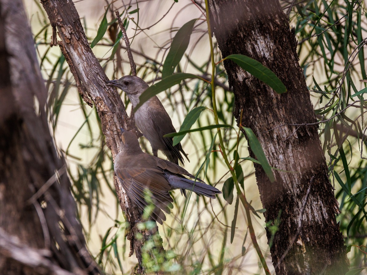 Gray Shrikethrush - ML627419528