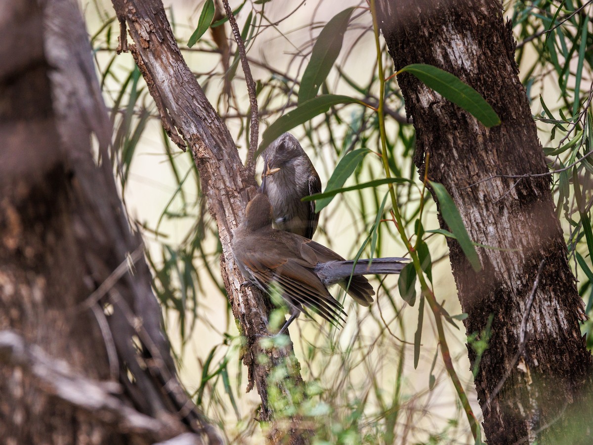 Gray Shrikethrush - ML627419529