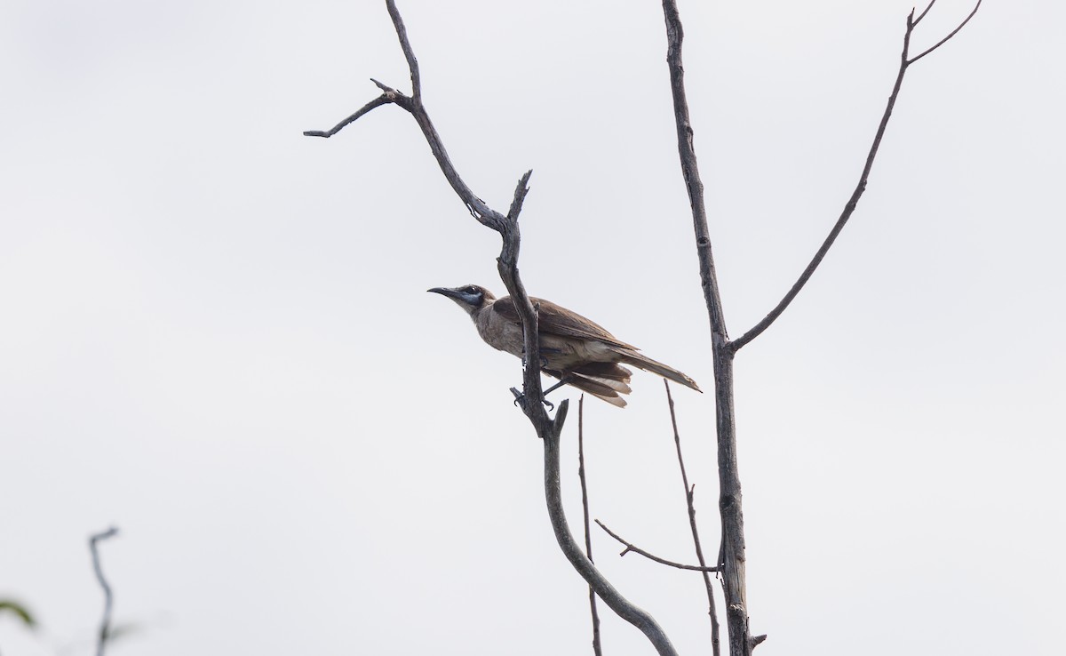 Little Friarbird - ML627419530