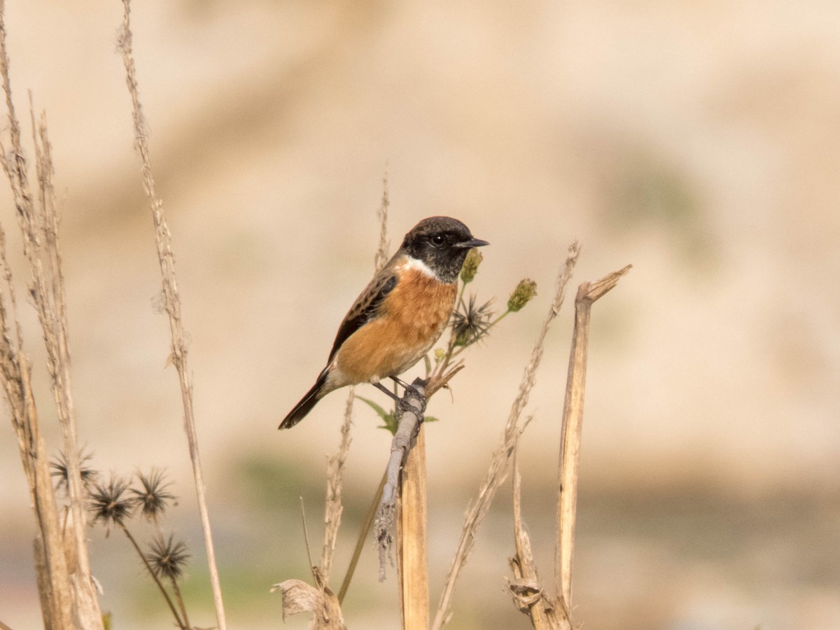 Siberian Stonechat (Przevalski's) - ML627419531