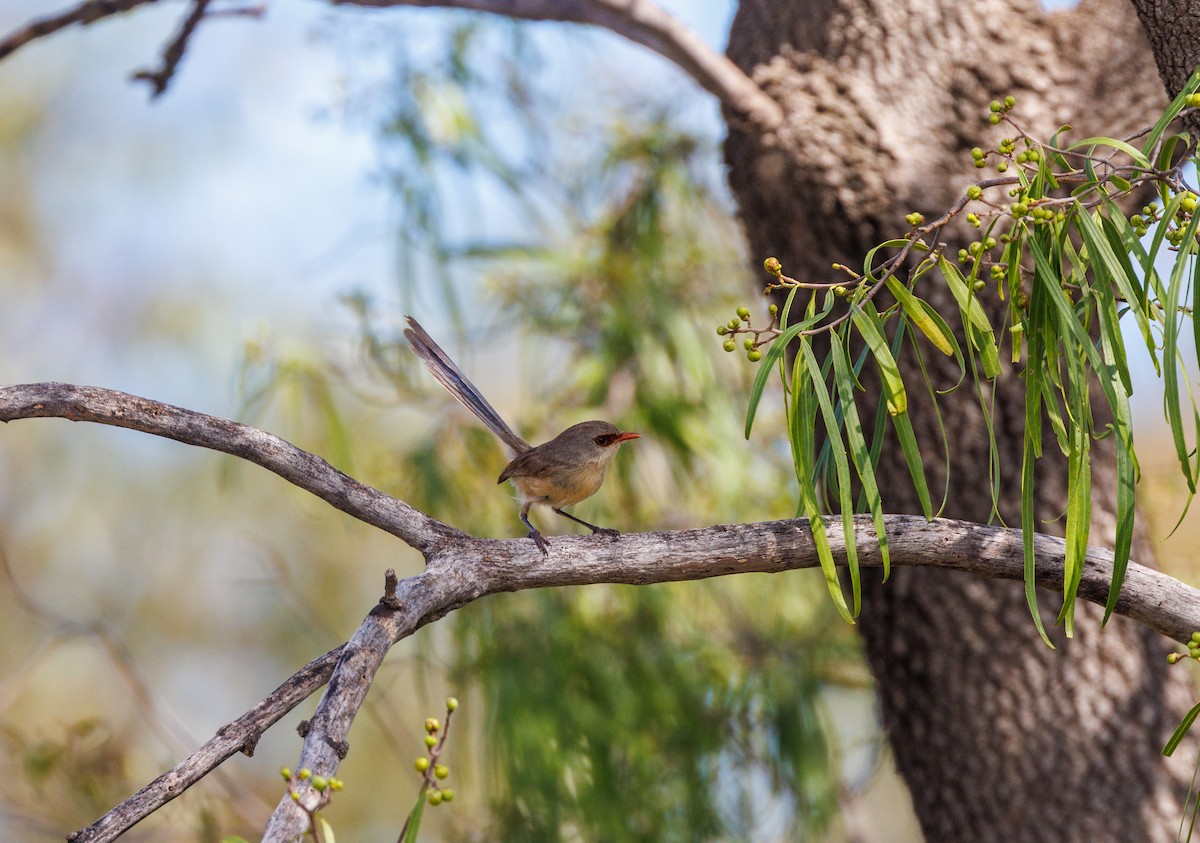 Purple-backed Fairywren - ML627419533