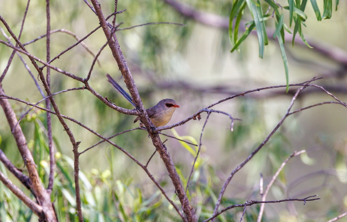 Purple-backed Fairywren - ML627419534
