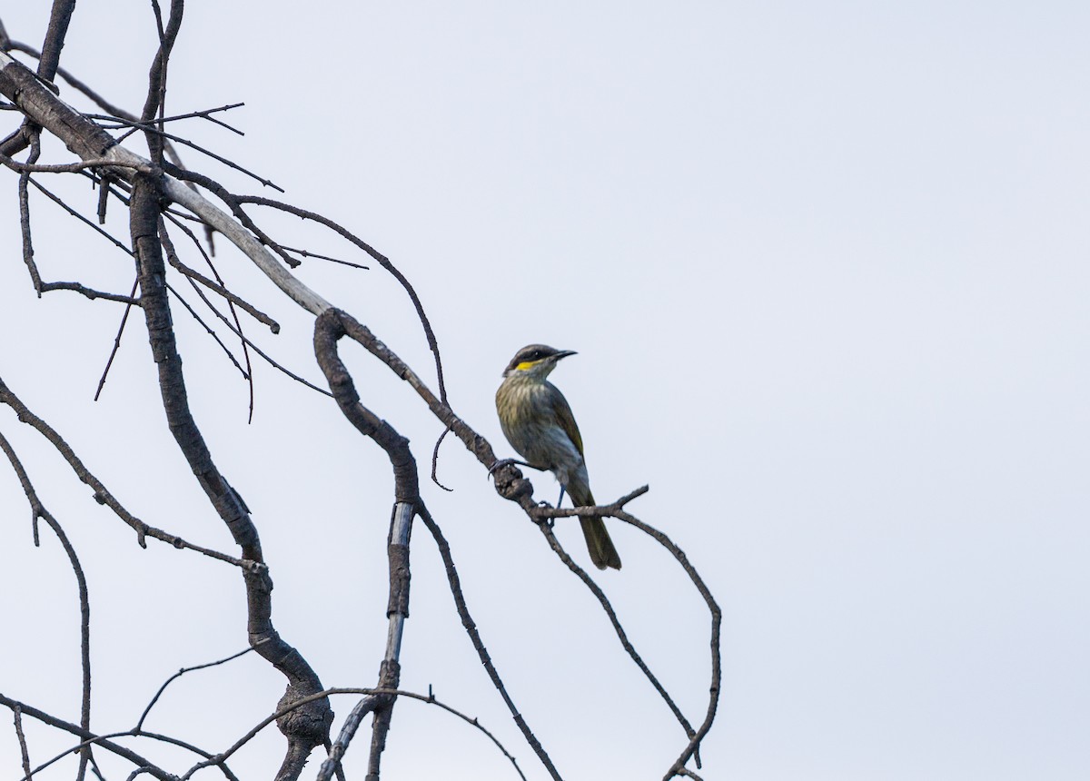 Singing Honeyeater - ML627419536