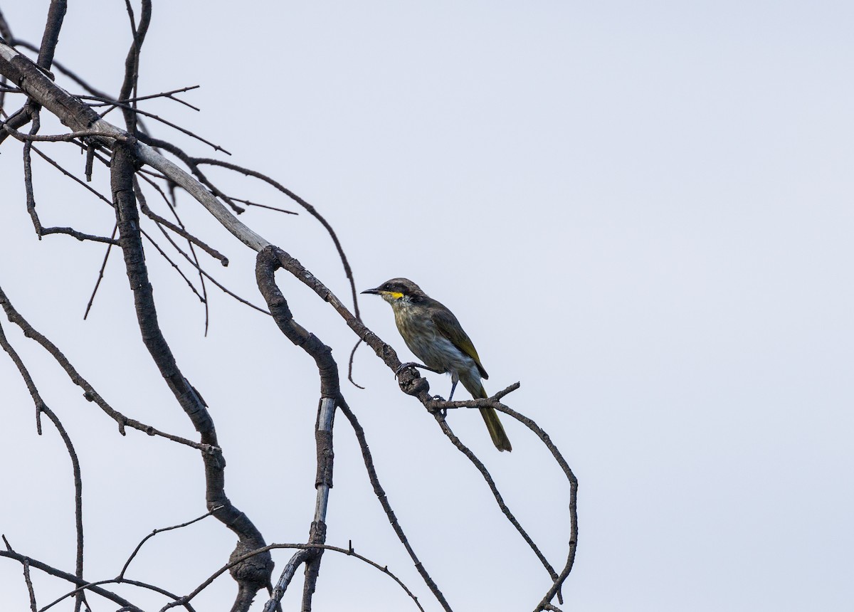 Singing Honeyeater - ML627419537